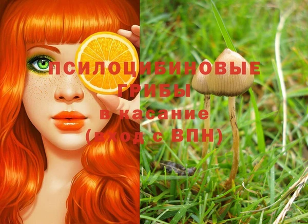 хмурый Белокуриха